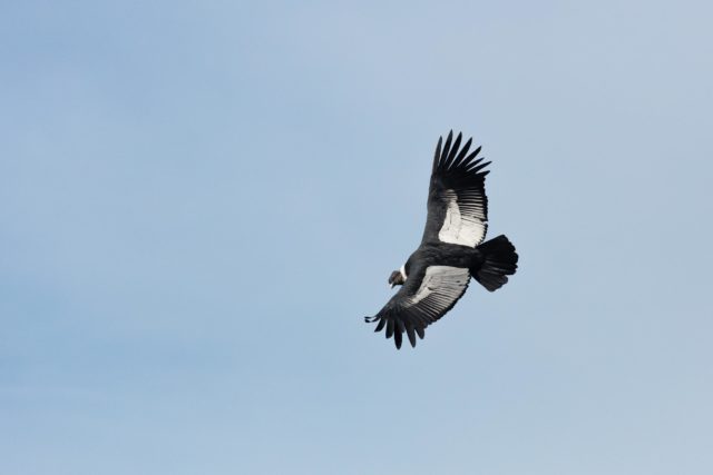 7526-patagonie-condor