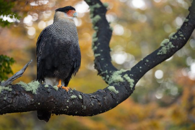 7671-patagonie-caracara