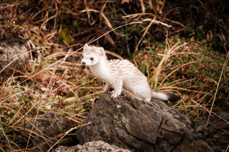 hermine mouill&eacute;e vallon de la tavernette