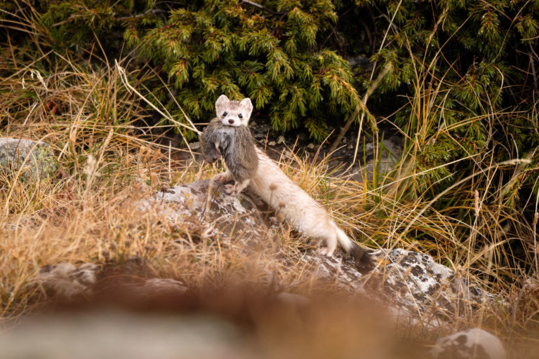 hermine et son mulot, vallon de la tavernette