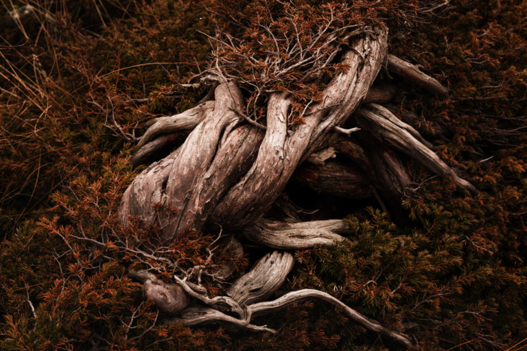branche de gen&eacute;vrier rampant dans la vall&eacute;e &eacute;troite