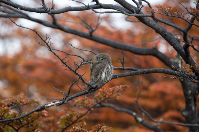 patagonie-chouette-chuncho-torresdelpaine