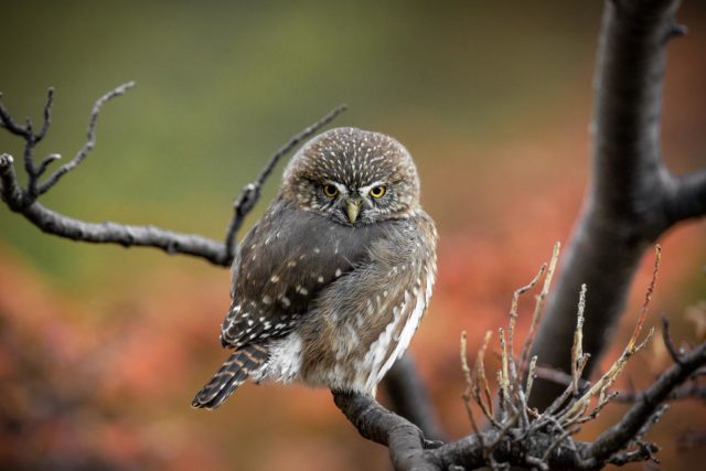 patagonie-chouette-chuncho-torresdelpaine