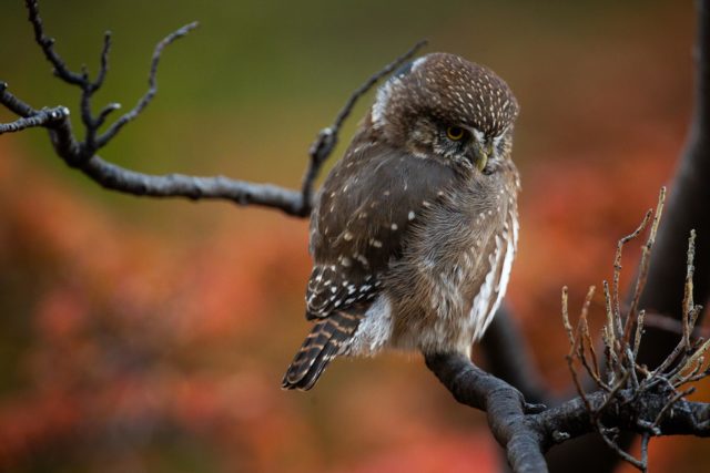 patagonie-chouette-chuncho-torresdelpaine