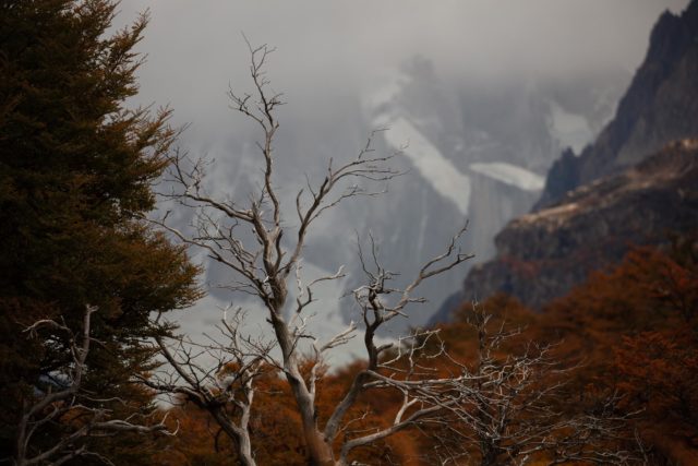 7929-patagonie-vegetation