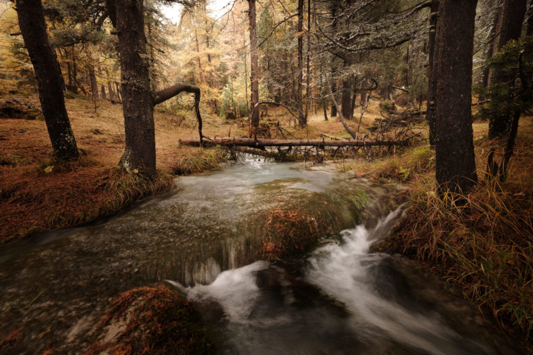 for&ecirc;t de la vall&eacute;e &eacute;troite et son petit ruisseau