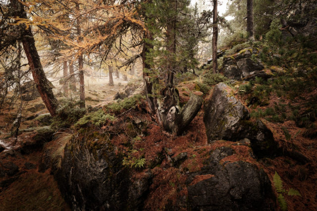 For&ecirc;t de pins et m&eacute;l&egrave;zes en automne pr&egrave;s du Lago Verde, Vall&eacute;e &Eacute;troite, Hautes-Alpes