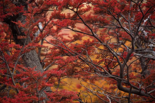 8071-patagonie-vegetation