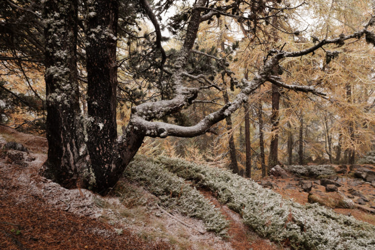 for&ecirc;t de la vall&eacute;e &eacute;troite, saupoudrage neige