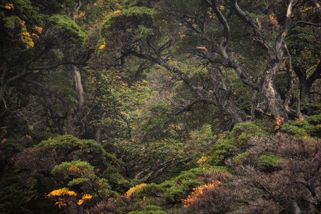 foret patagonie refugio los cuernos brocolis