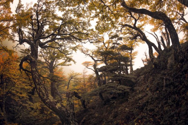 foret-patagonie-chili-fisheye