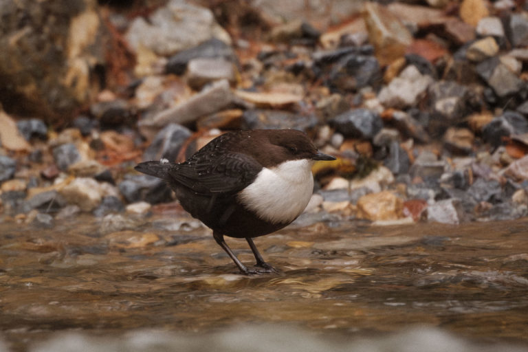 cincle plongeur, oiseaux dans la vall&eacute;e &eacute;troite, brian&ccedil;onnais