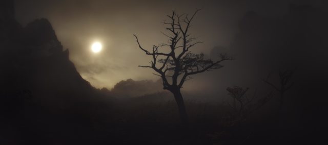 Photographie d’Alexandre Deschaumes dans la vallée des Français, parc Torres del Paine (Patagonie, Chili). Silhouette d’arbre solitaire dans la brume, ambiance éthérée et dramatique.