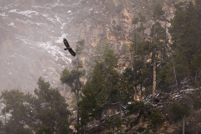 Aigle royal en vol au-dessus d&rsquo;une for&ecirc;t de pins pr&egrave;s de Cervi&egrave;re, Hautes-Alpes