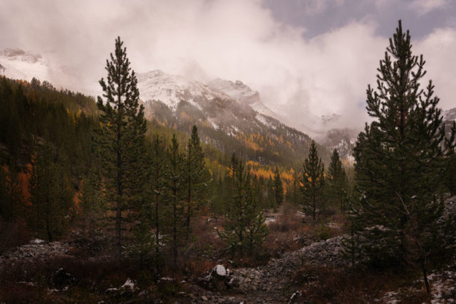 For&ecirc;t de pins et m&eacute;l&egrave;zes dans la brume au Bois des Oules, pr&egrave;s de Cervi&egrave;re, Hautes-Alpes