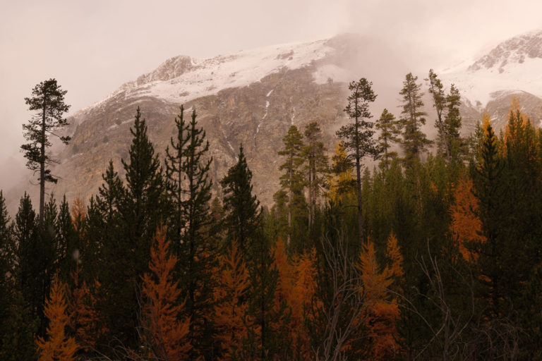 m&eacute;lange de pins et m&eacute;l&egrave;zes, Cervi&egrave;res, brian&ccedil;onnais