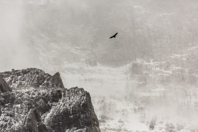 condor-textures-abstrait-patagonie-torresdelapaine-cuernos