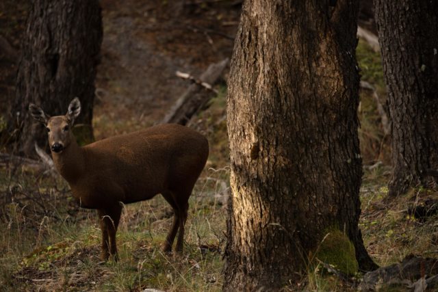 9123-patagonie-huemul