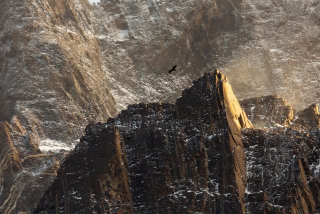 patagonie-texture-torresdelpaine-cuernos-roche-details-condor