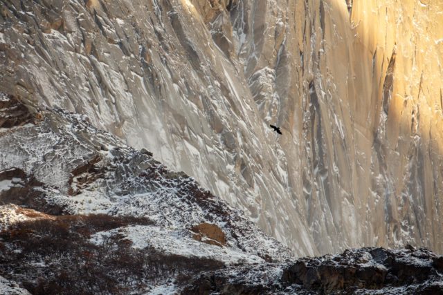patagonie-texture-torresdelpaine-cuernos-roche-details-condor
