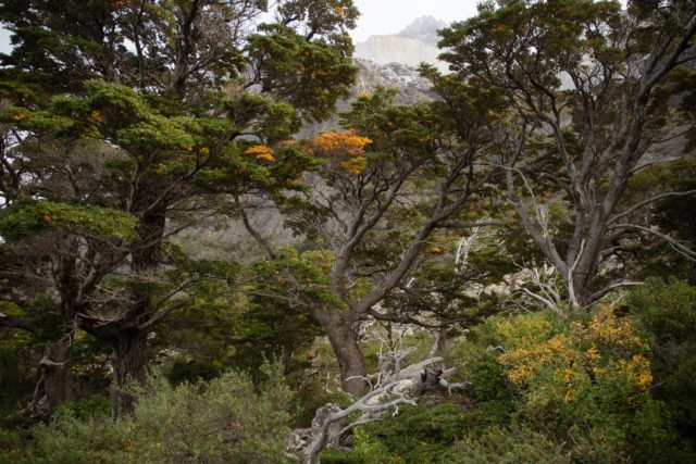 patagonie-foret-chili-torresdelpaine