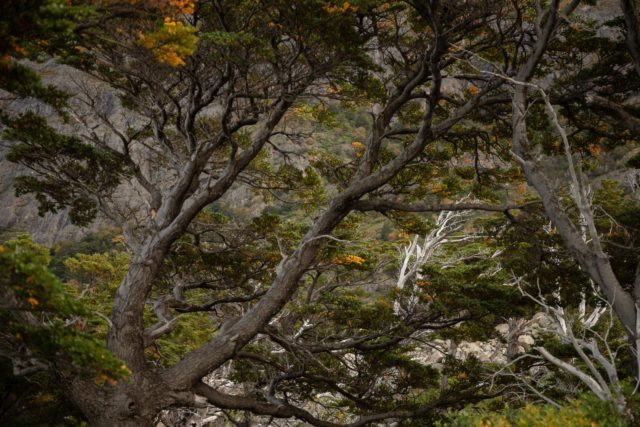patagonie-foret-chili-torresdelpaine