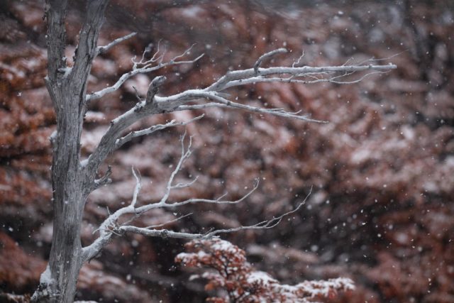 soupirs-patagonia-arbre-neige-automne