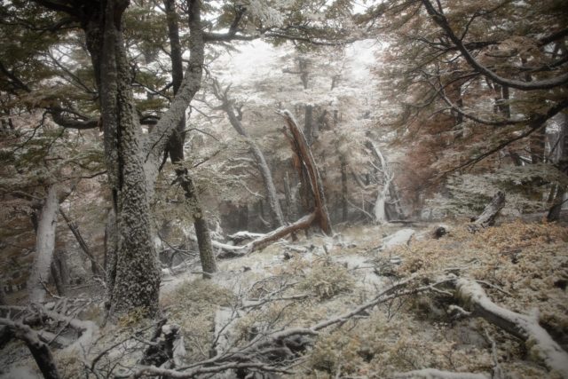 9334-patagonie-foret