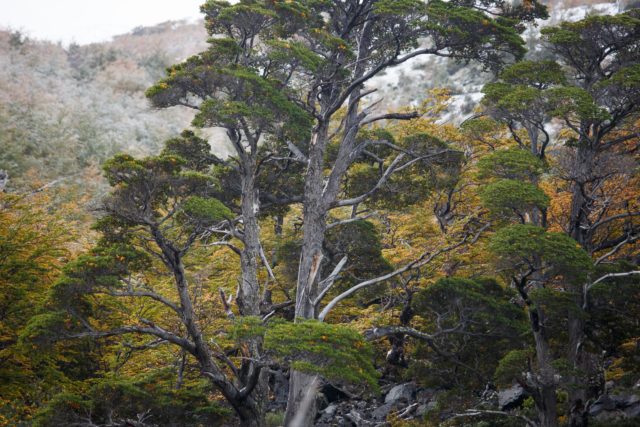 patagonie-foret-chili-torresdelpaine