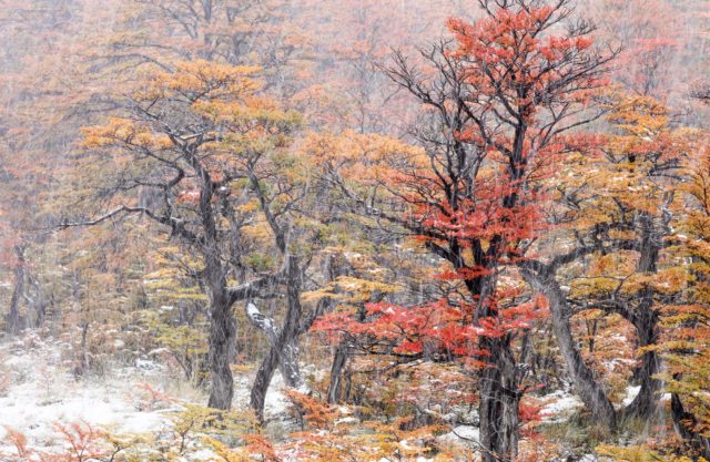 foret-patagonie-elchalten-nothofagus-neige