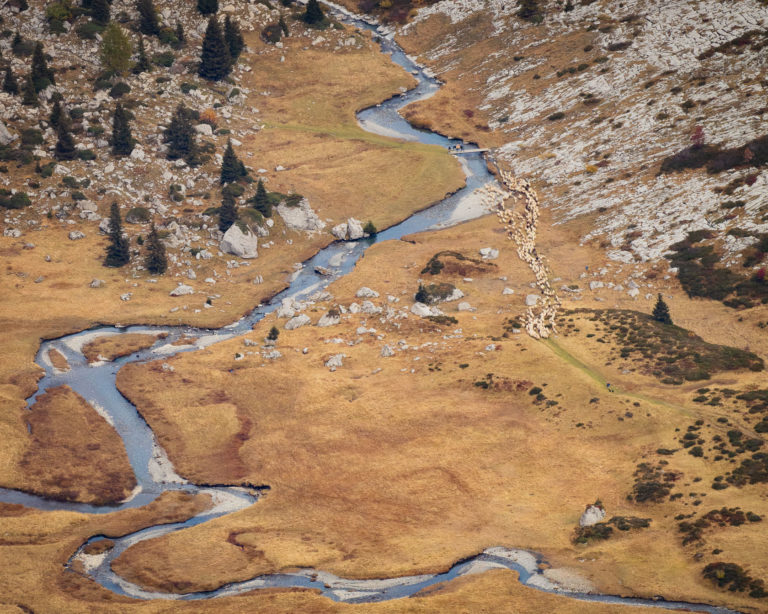 moutons-anterne-sixt-haut-giffre
