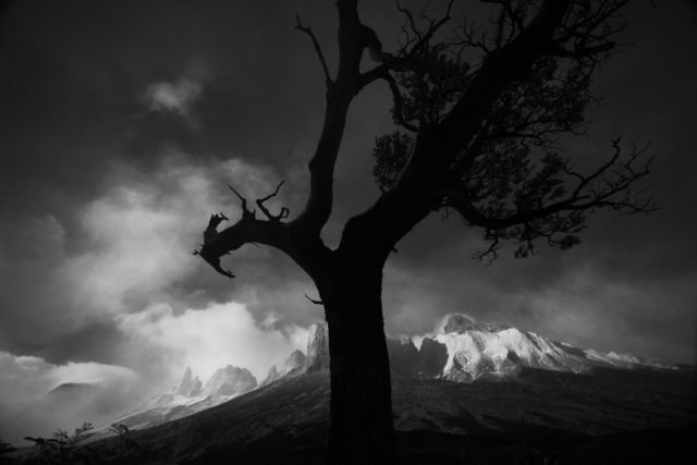 BW-arbre-guardien-patagonie-valleedesfrancais