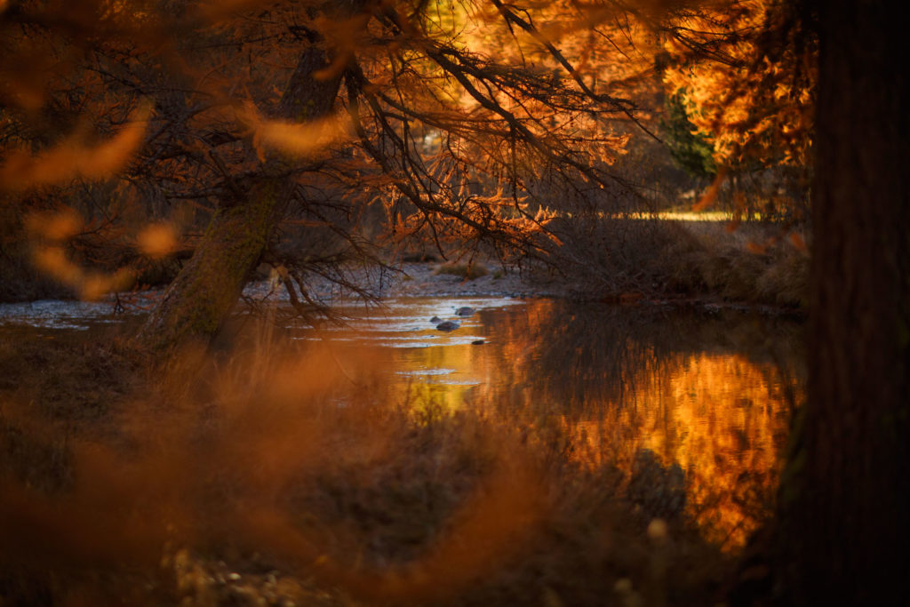 Errance matinale – Vallée de la Clarée Torrent de la Clarée entouré de mélèzes dorés en automne, ambiance intimiste et poétique. Photographie nature par Alexandre Deschaumes.