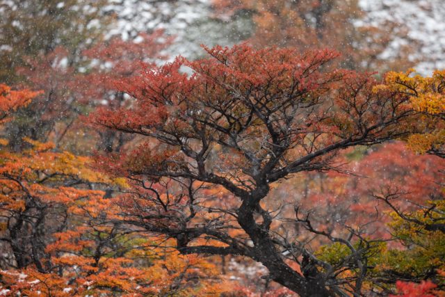 AD__9509-patagonie-vegetation