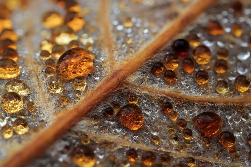 Perles d’ambre – Gouttes de rosée sur feuille d’érable Macro de gouttes de rosée infusées de tanins sur une feuille d’érable en automne, Haute-Savoie. Photographie prise par Alexandre Deschaumes